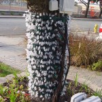 Tree trunk display